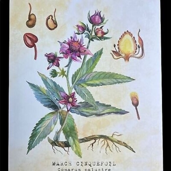 NEW Set of Six 8 X 10 UNFRAMED Botanical Prints by Tavenly Spring Summer Gift - Picture 5 of 10